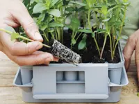 Minikasvihuone Nelson Garden Pluggbox Pop-up