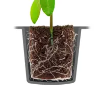 ROOT!T Taimikasvatusalusta 24 briketillä